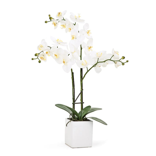 POTTED ORCHID TRIPLE STEM - WHITE