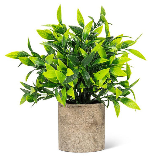 WIDE LEAF PLANT IN POT