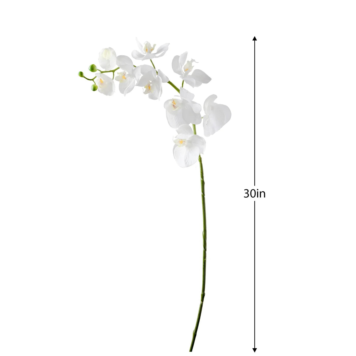 FLORAL STEM - ORCHID, WHITE