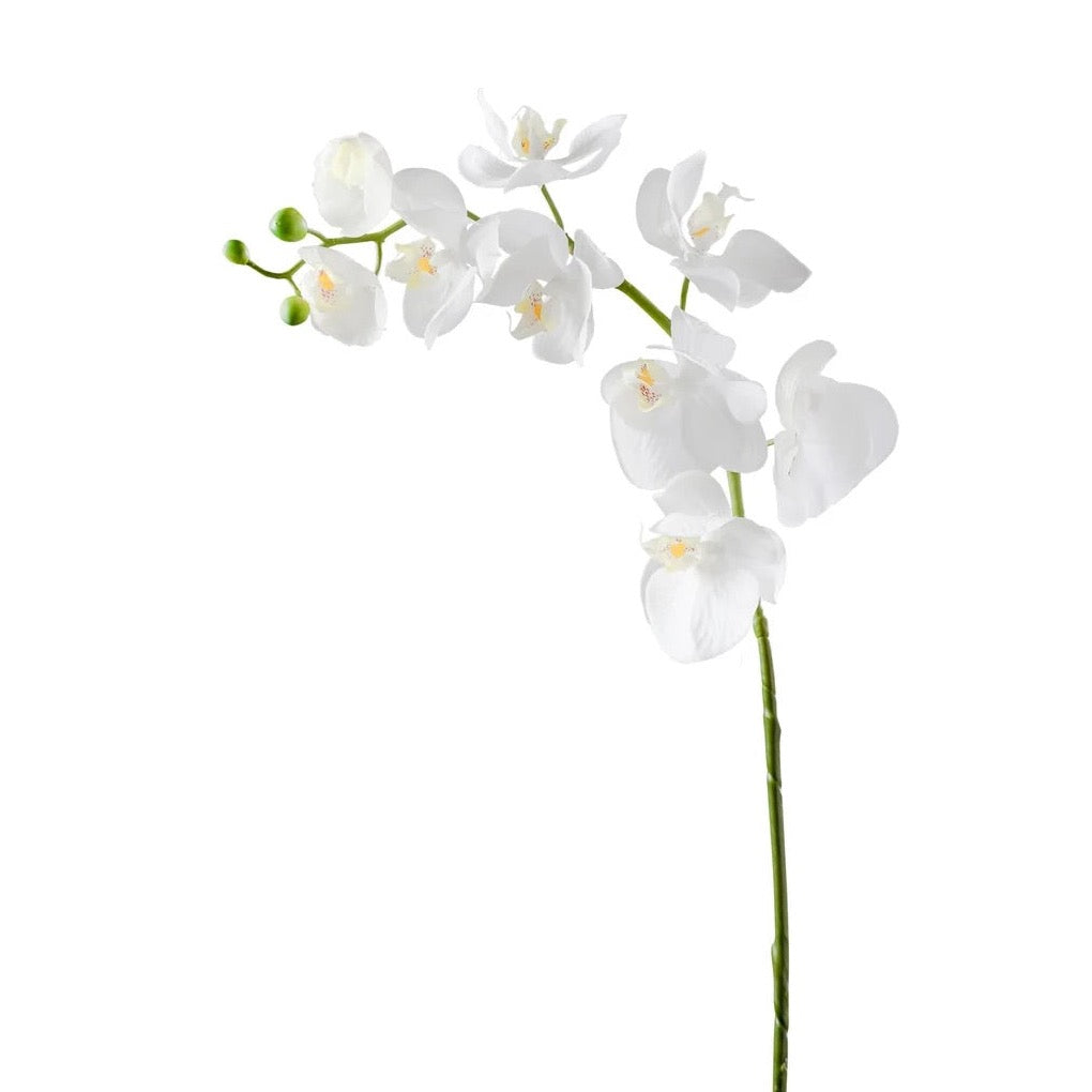 FLORAL STEM - ORCHID, WHITE